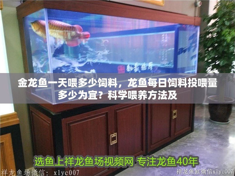 金龍魚一天喂多少飼料，龍魚每日飼料投喂量多少為宜？科學(xué)喂養(yǎng)方法及