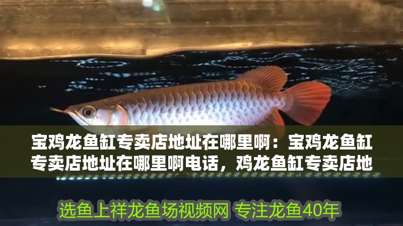 寶雞龍魚缸專賣店地址在哪里啊：寶雞龍魚缸專賣店地址在哪里啊電話，雞龍魚缸專賣店地址