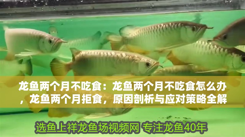 龍魚兩個月不吃食：龍魚兩個月不吃食怎么辦，龍魚兩個月拒食，原因剖析與應對策略全解析