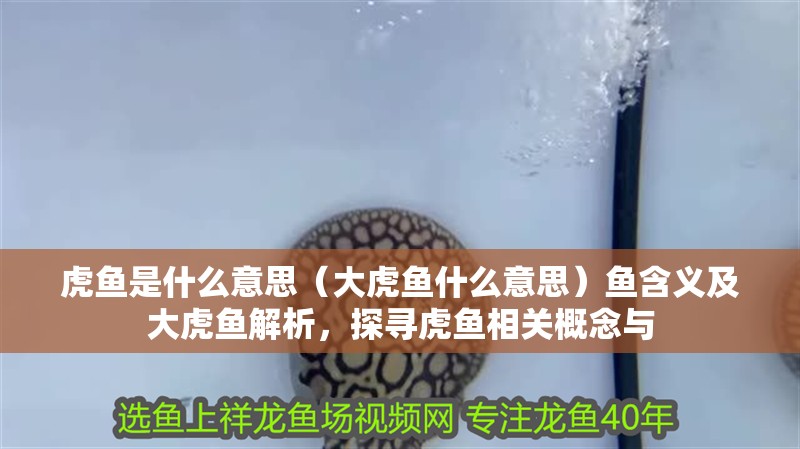 虎魚是什么意思（大虎魚什么意思）魚含義及大虎魚解析，探尋虎魚相關(guān)概念與 虎魚是什么意思（大虎魚什么意思）魚含義及大虎魚解析，探尋虎魚相關(guān)概念與 虎魚百科