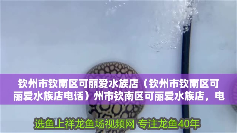 欽州市欽南區可麗愛水族店（欽州市欽南區可麗愛水族店電話）州市欽南區可麗愛水族店，電話及店鋪