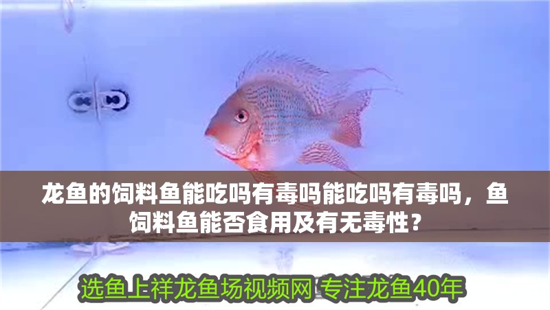 龍魚的飼料魚能吃嗎有毒嗎能吃嗎有毒嗎，魚飼料魚能否食用及有無毒性？