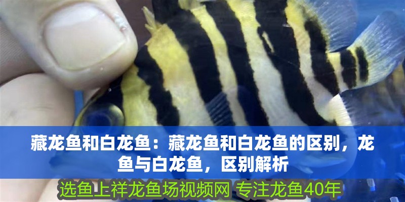 藏龍魚和白龍魚：藏龍魚和白龍魚的區別，龍魚與白龍魚，區別解析
