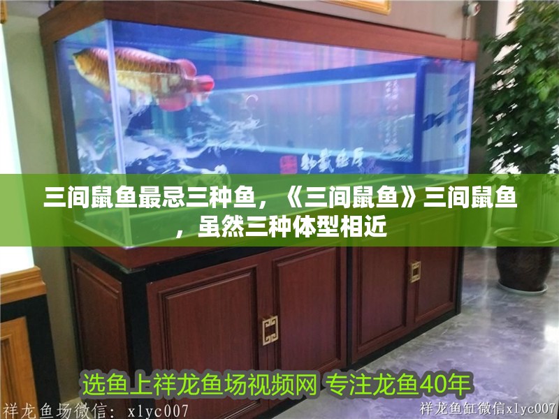 三間鼠魚最忌三種魚，《三間鼠魚》三間鼠魚，雖然三種體型相近 三間鼠魚最忌三種魚，《三間鼠魚》三間鼠魚，雖然三種體型相近 龍魚論壇