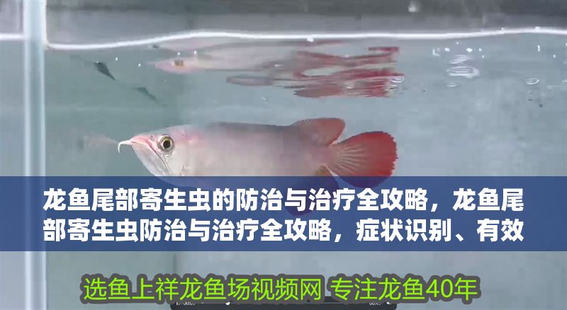 龍魚尾部寄生蟲的防治與治療全攻略，龍魚尾部寄生蟲防治與治療全攻略，癥狀識(shí)別、有效處理及預(yù)防措施