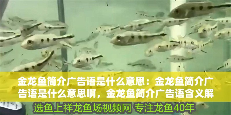 金龍魚簡介廣告語是什么意思：金龍魚簡介廣告語是什么意思啊，金龍魚簡介廣告語含義解析