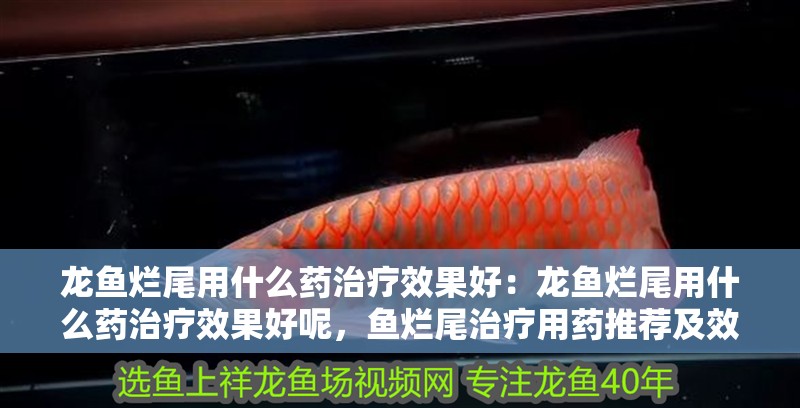 龍魚爛尾用什么藥治療效果好：龍魚爛尾用什么藥治療效果好呢，魚爛尾治療用藥推薦及效果分析