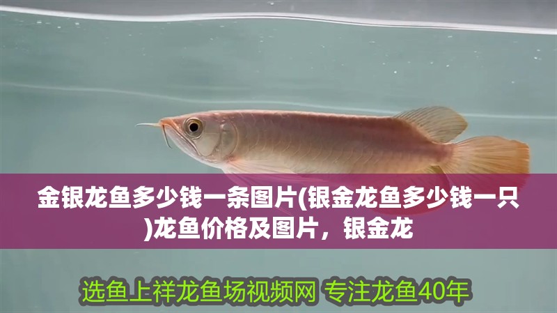 金銀龍魚多少錢一條圖片(銀金龍魚多少錢一只)龍魚價格及圖片，銀金龍 金銀龍魚多少錢一條圖片(銀金龍魚多少錢一只)龍魚價格及圖片，銀金龍 銀龍魚百科