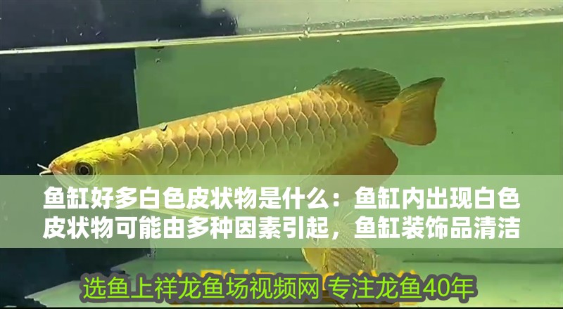 魚缸好多白色皮狀物是什么：魚缸內出現白色皮狀物可能由多種因素引起，魚缸裝飾品清潔周期建議
