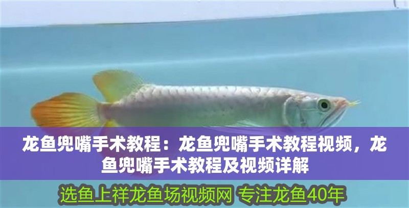 龍魚兜嘴手術(shù)教程：龍魚兜嘴手術(shù)教程視頻，龍魚兜嘴手術(shù)教程及視頻詳解