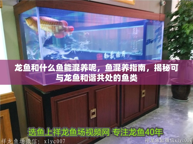 龍魚和什么魚能混養呢，魚混養指南，揭秘可與龍魚和諧共處的魚類