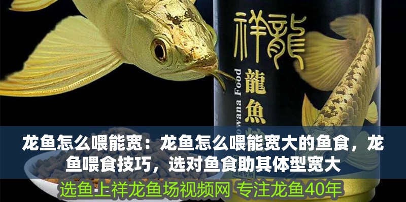 龍魚怎么喂能寬：龍魚怎么喂能寬大的魚食，龍魚喂食技巧，選對魚食助其體型寬大
