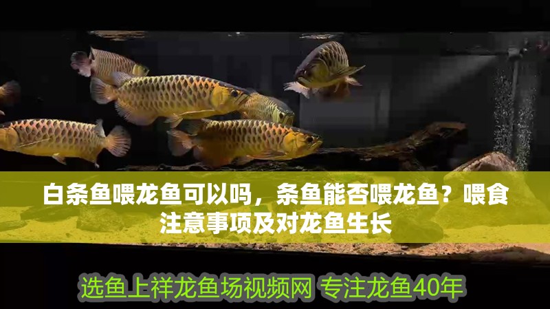 白條魚喂龍魚可以嗎，條魚能否喂龍魚？喂食注意事項及對龍魚生長 白條魚喂龍魚可以嗎，條魚能否喂龍魚？喂食注意事項及對龍魚生長 龍魚百科 第4張