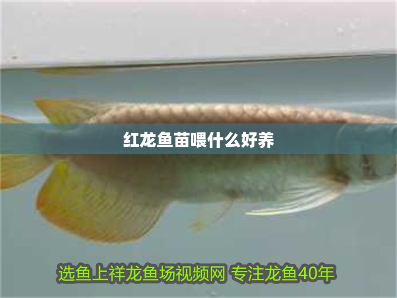 紅龍魚苗喂什么好養 紅龍魚苗喂什么好養 紅龍魚百科 第1張