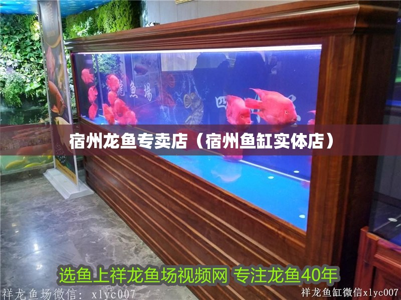 宿州龍魚專賣店（宿州魚缸實體店）