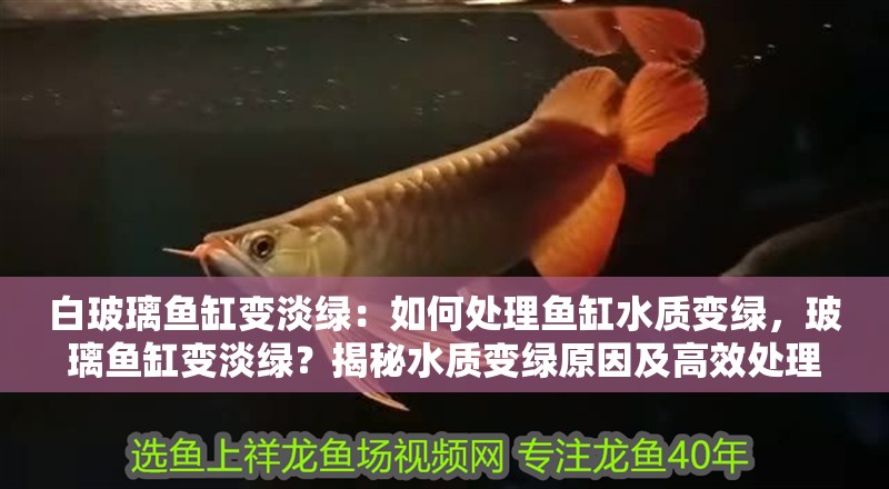 白玻璃魚缸變淡綠：如何處理魚缸水質(zhì)變綠，玻璃魚缸變淡綠？揭秘水質(zhì)變綠原因及高效處理方法