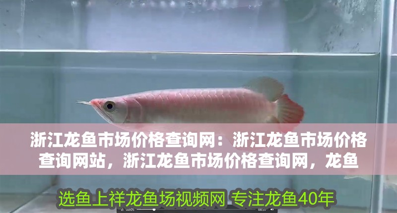 浙江龍魚市場價格查詢網：浙江龍魚市場價格查詢網站，浙江龍魚市場價格查詢網，龍魚
