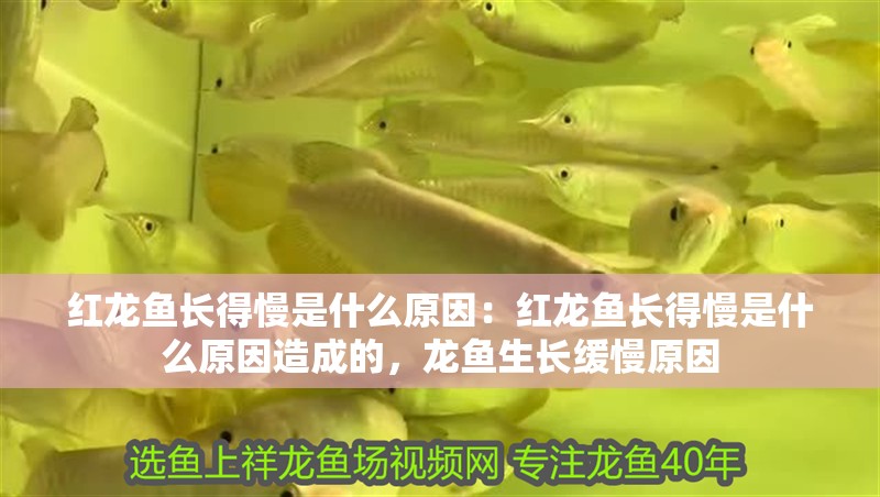 紅龍魚(yú)長(zhǎng)得慢是什么原因：紅龍魚(yú)長(zhǎng)得慢是什么原因造成的，龍魚(yú)生長(zhǎng)緩慢原因 紅龍魚(yú)長(zhǎng)得慢是什么原因：紅龍魚(yú)長(zhǎng)得慢是什么原因造成的，龍魚(yú)生長(zhǎng)緩慢原因 水族問(wèn)答
