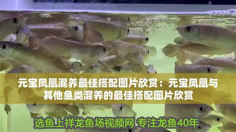 元寶鳳凰混養(yǎng)最佳搭配圖片欣賞：元寶鳳凰與其他魚類混養(yǎng)的最佳搭配圖片欣賞