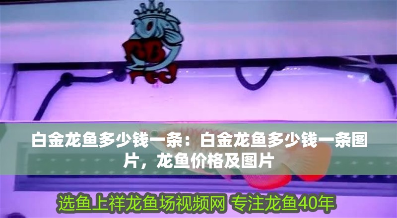 白金龍魚(yú)多少錢(qián)一條：白金龍魚(yú)多少錢(qián)一條圖片，龍魚(yú)價(jià)格及圖片