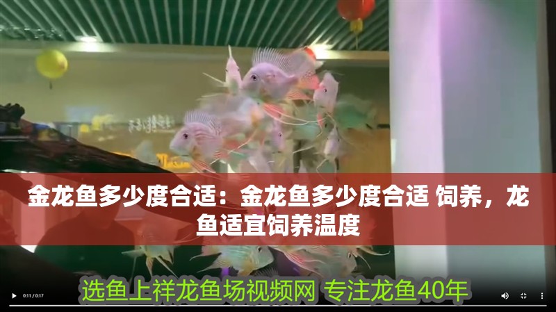 金龍魚多少度合適：金龍魚多少度合適 飼養，龍魚適宜飼養溫度