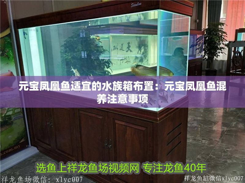 元寶鳳凰魚適宜的水族箱布置：元寶鳳凰魚混養(yǎng)注意事項(xiàng)