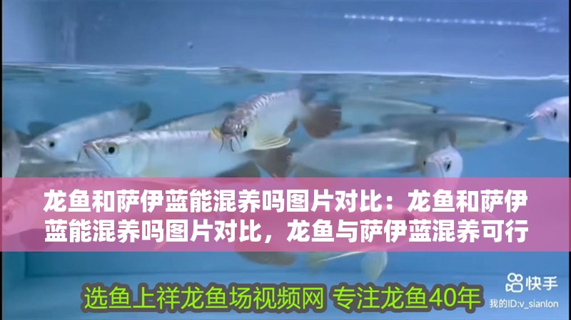 龍魚和薩伊藍能混養嗎圖片對比:龍魚和薩伊藍能混養嗎圖片對比,龍魚與薩伊藍混養可行性及外觀對比圖鑒 水族問答 龍魚和薩伊藍能混養嗎圖片對比:龍魚和薩伊藍能混養嗎圖片對比,龍魚與薩伊藍混養可行性及外觀對比圖鑒 龍魚和薩伊藍能混養嗎圖片對比:龍魚和薩伊藍能混養嗎圖片對比,龍魚與薩伊藍混養可行性及外觀對比圖鑒 水族問答