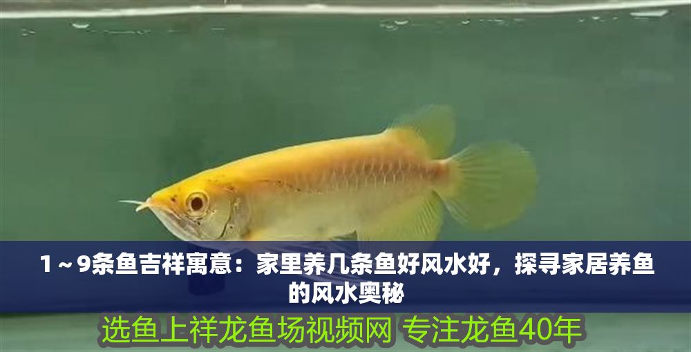 1～9條魚吉祥寓意：家里養幾條魚好風水好，探尋家居養魚的風水奧秘