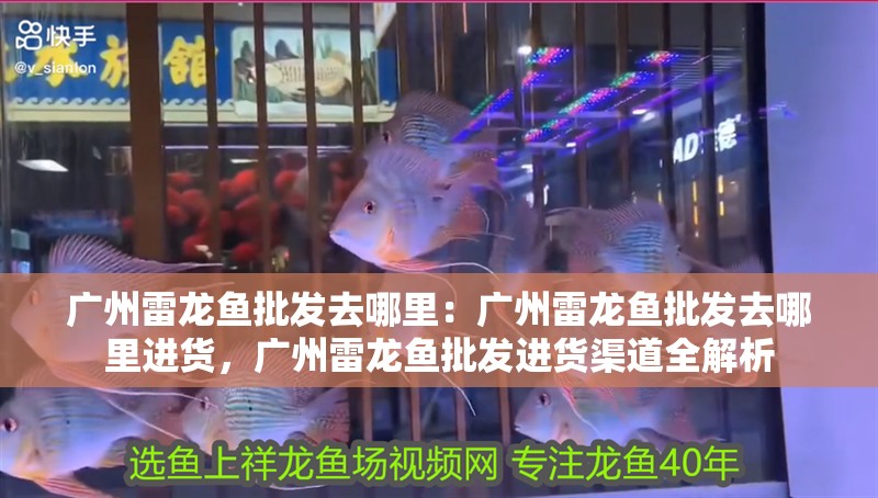廣州雷龍魚批發去哪里：廣州雷龍魚批發去哪里進貨，廣州雷龍魚批發進貨渠道全解析 廣州雷龍魚批發去哪里：廣州雷龍魚批發去哪里進貨，廣州雷龍魚批發進貨渠道全解析 水族問答