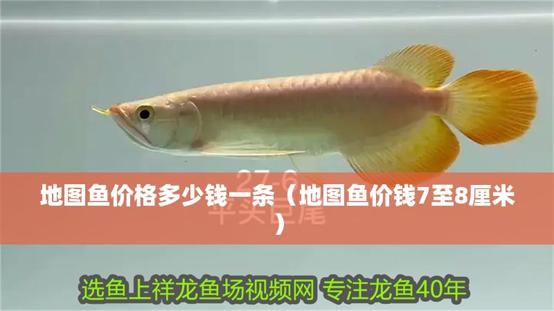 地圖魚價格多少錢一條（地圖魚價錢7至8厘米）