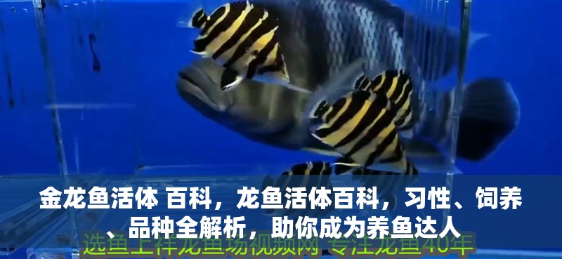 金龍魚活體 百科，龍魚活體百科，習性、飼養、品種全解析，助你成為養魚達人