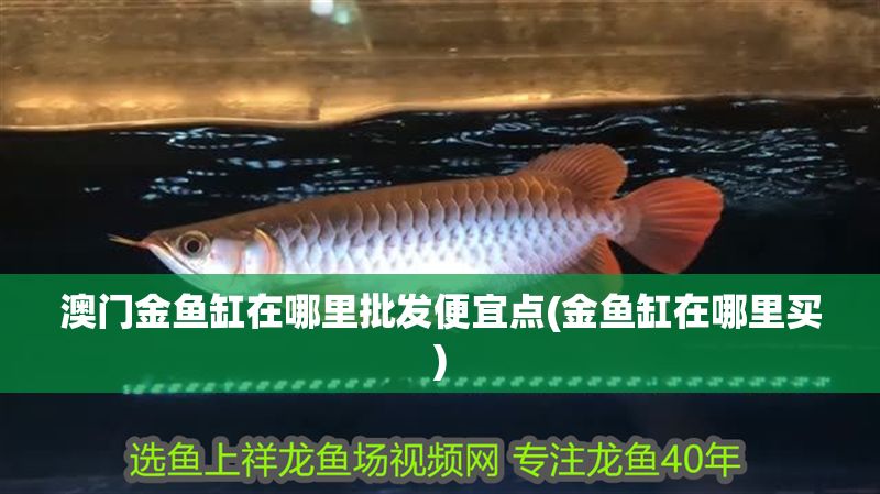澳門金魚缸在哪里批發便宜點(金魚缸在哪里買)