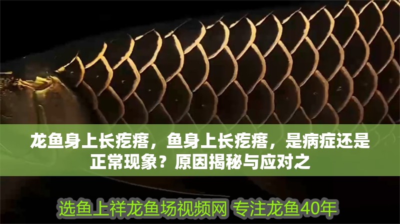 龍魚身上長疙瘩，魚身上長疙瘩，是病癥還是正常現象？原因揭秘與應對之