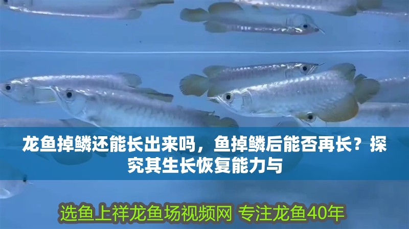 龍魚掉鱗還能長出來嗎，魚掉鱗后能否再長？探究其生長恢復(fù)能力與
