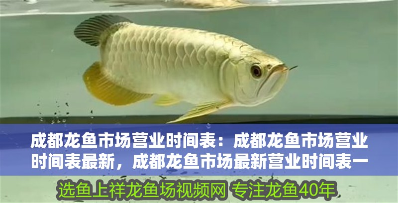 成都龍魚市場營業時間表：成都龍魚市場營業時間表最新，成都龍魚市場最新營業時間表一覽