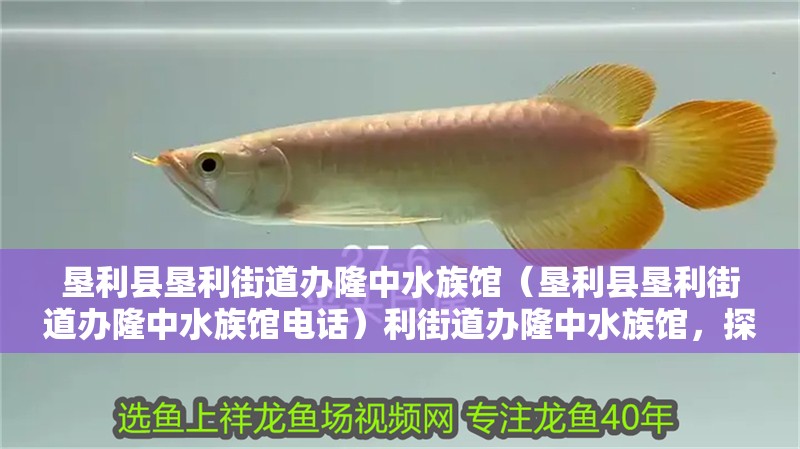 墾利縣墾利街道辦隆中水族館(墾利縣墾利街道辦隆中水族館電話)利街道辦隆中水族館,探秘電話背后的水 全國(guó)水族館企業(yè)名錄 第2張 墾利縣墾利街道辦隆中水族館(墾利縣墾利街道辦隆中水族館電話)利街道辦隆中水族館,探秘電話背后的水 墾利縣墾利街道辦隆中水族館(墾利縣墾利街道辦隆中水族館電話)利街道辦隆中水族館,探秘電話背后的水 全國(guó)水族館企業(yè)名錄 第2張