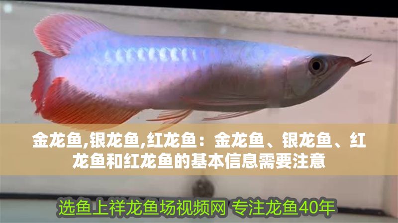 金龍魚,銀龍魚,紅龍魚：金龍魚、銀龍魚、紅龍魚和紅龍魚的基本信息需要注意