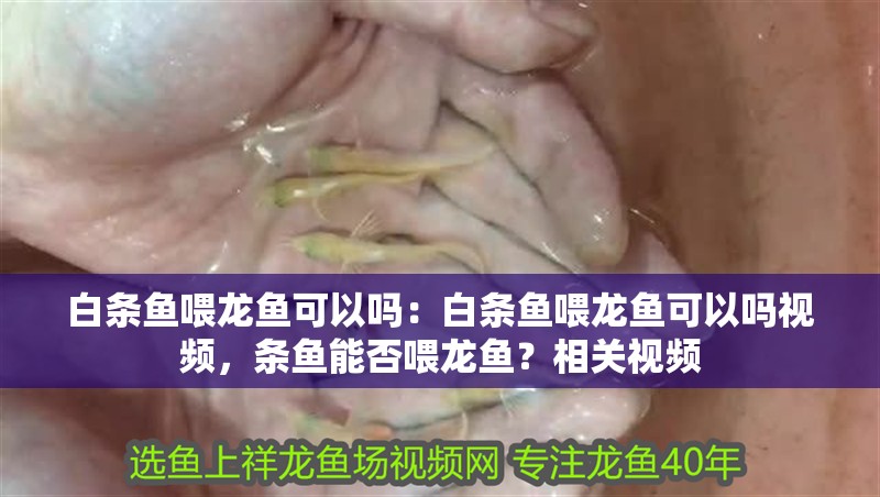 白條魚喂龍魚可以嗎：白條魚喂龍魚可以嗎視頻，條魚能否喂龍魚？相關(guān)視頻 白條魚喂龍魚可以嗎：白條魚喂龍魚可以嗎視頻，條魚能否喂龍魚？相關(guān)視頻 水族問答
