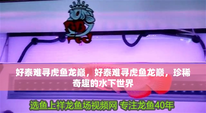 好泰難尋虎魚龍巔，好泰難尋虎魚龍巔，珍稀奇趣的水下世界 好泰難尋虎魚龍巔，好泰難尋虎魚龍巔，珍稀奇趣的水下世界 虎魚百科