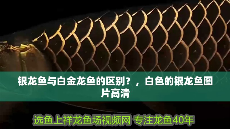 銀龍魚與白金龍魚的區(qū)別？，白色的銀龍魚圖片高清