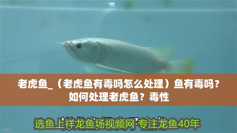 老虎魚_（老虎魚有毒嗎怎么處理）魚有毒嗎？如何處理老虎魚？毒性 老虎魚_（老虎魚有毒嗎怎么處理）魚有毒嗎？如何處理老虎魚？毒性 虎魚百科