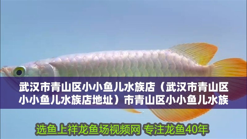武漢市青山區小小魚兒水族店（武漢市青山區小小魚兒水族店地址）市青山區小小魚兒水族店地址及