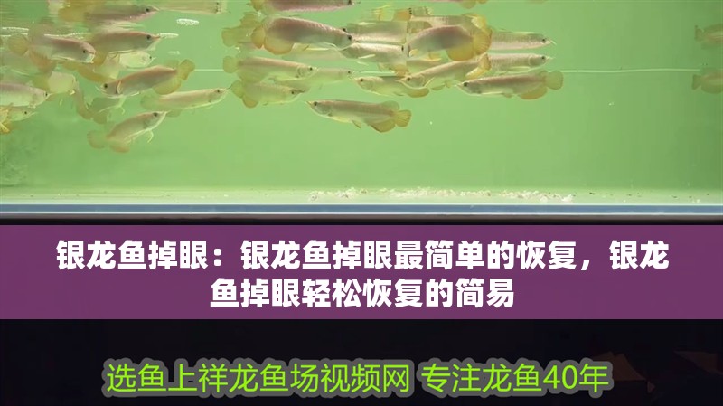 銀龍魚掉眼：銀龍魚掉眼最簡單的恢復，銀龍魚掉眼輕松恢復的簡易