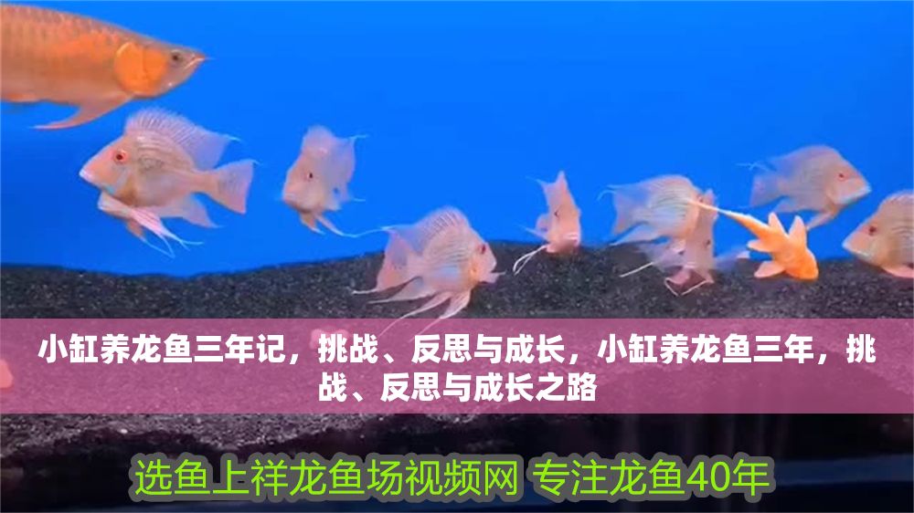 小缸養(yǎng)龍魚三年記，挑戰(zhàn)、反思與成長，小缸養(yǎng)龍魚三年，挑戰(zhàn)、反思與成長之路
