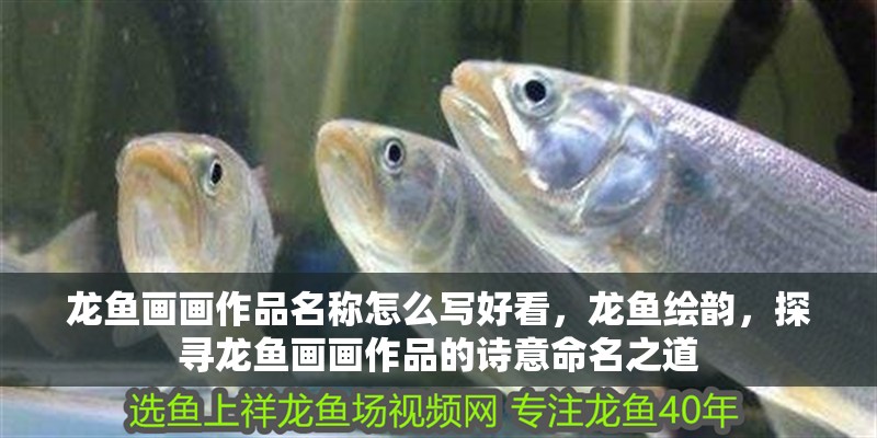 龍魚畫畫作品名稱怎么寫好看，龍魚繪韻，探尋龍魚畫畫作品的詩意命名之道