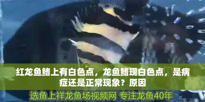 紅龍魚鰭上有白色點(diǎn)，龍魚鰭現(xiàn)白色點(diǎn)，是病癥還是正?，F(xiàn)象？原因 紅龍魚鰭上有白色點(diǎn)，龍魚鰭現(xiàn)白色點(diǎn)，是病癥還是正?，F(xiàn)象？原因 龍魚百科