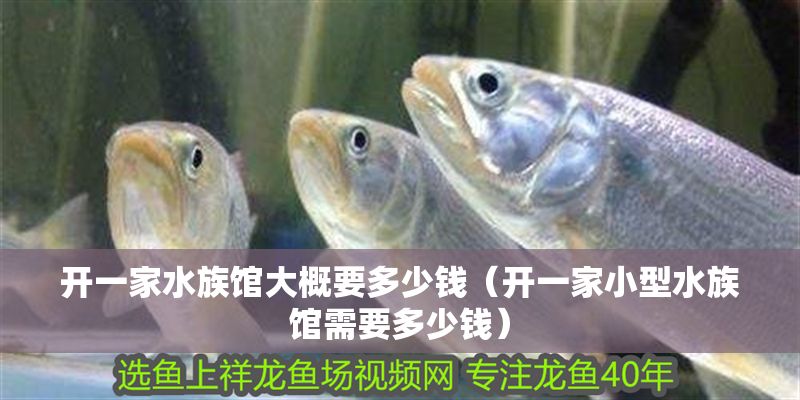 開一家水族館大概要多少錢（開一家小型水族館需要多少錢）