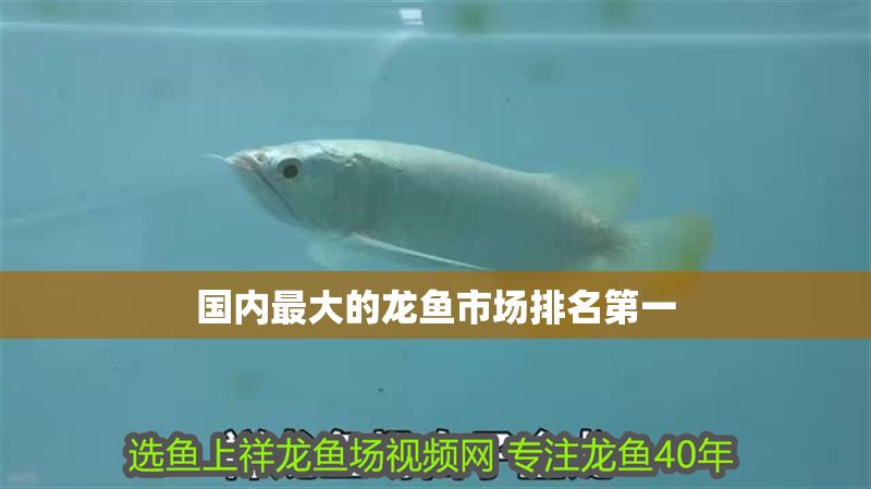 國內最大的龍魚市場排名第一