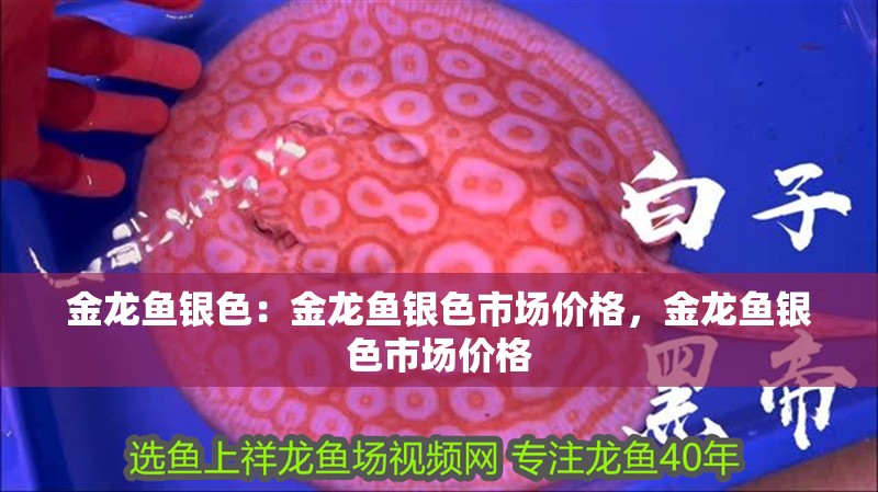 金龍魚銀色：金龍魚銀色市場價格，金龍魚銀色市場價格