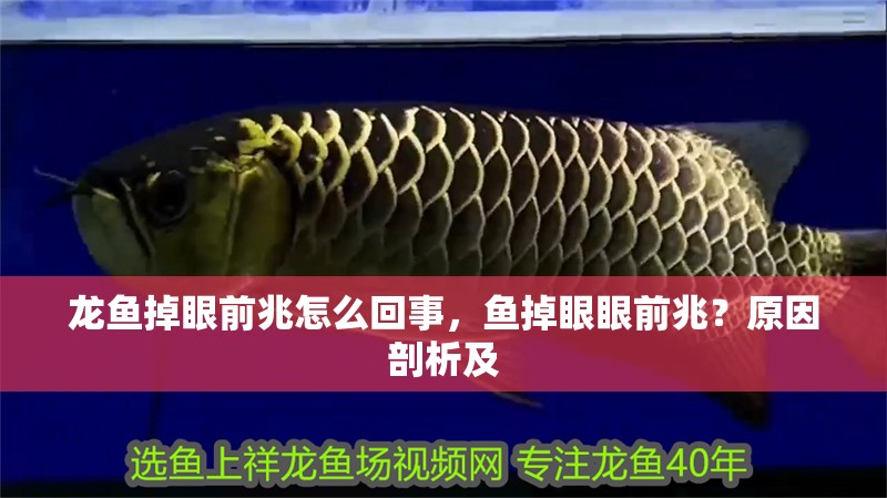 龍魚掉眼前兆怎么回事，魚掉眼眼前兆？原因剖析及 龍魚掉眼前兆怎么回事，魚掉眼眼前兆？原因剖析及 龍魚百科 第2張